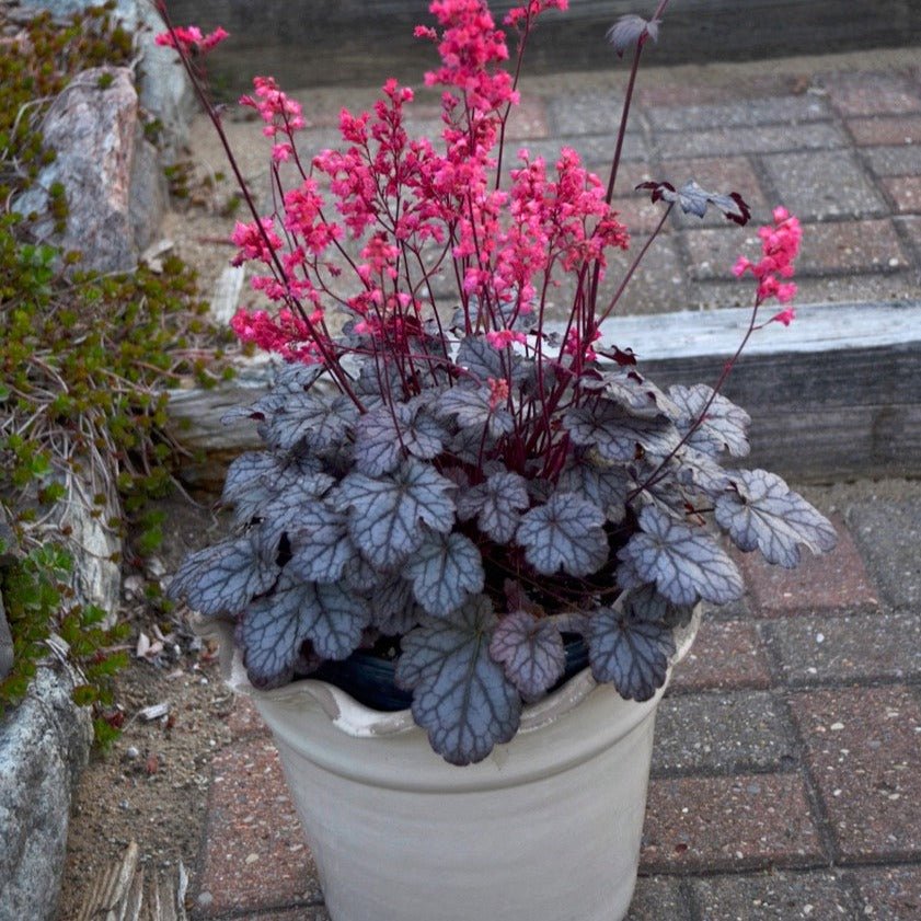 Heuchera : TIMELESS TREASURE Plants butaşi trandafiri de grădină în ghiveci sau rădăcină liberă