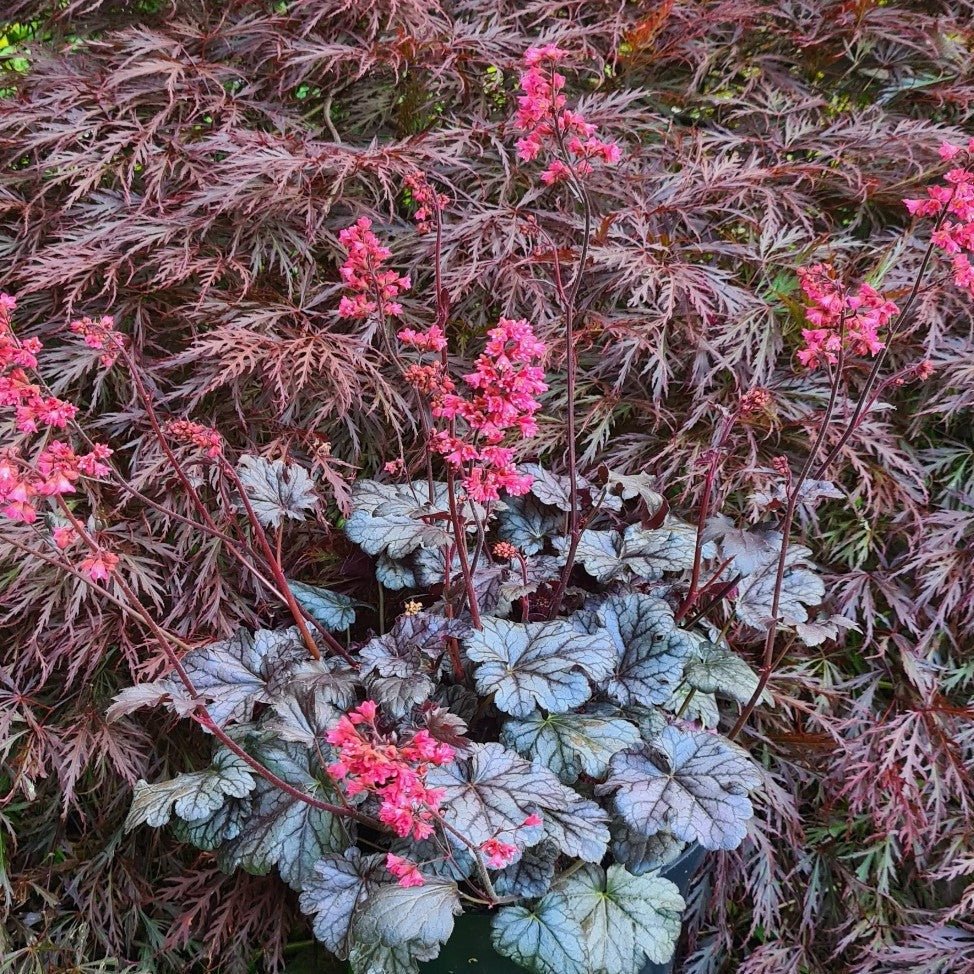 Heuchera : TIMELESS TREASURE Plants butaşi trandafiri de grădină în ghiveci sau rădăcină liberă