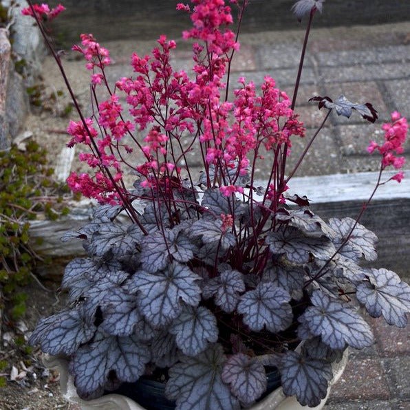 Heuchera : TIMELESS TREASURE Plants butaşi trandafiri de grădină în ghiveci sau rădăcină liberă