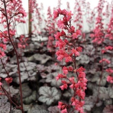 Heuchera : TIMELESS TREASURE Plants butaşi trandafiri de grădină în ghiveci sau rădăcină liberă