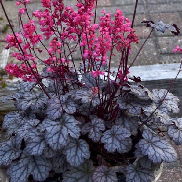 Heuchera : TIMELESS TREASURE Plants butaşi trandafiri de grădină în ghiveci sau rădăcină liberă