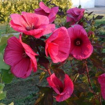 Hibiscus moscheutos : GRIOTTE TANGRI Perene butaşi trandafiri de grădină în ghiveci sau rădăcină liberă