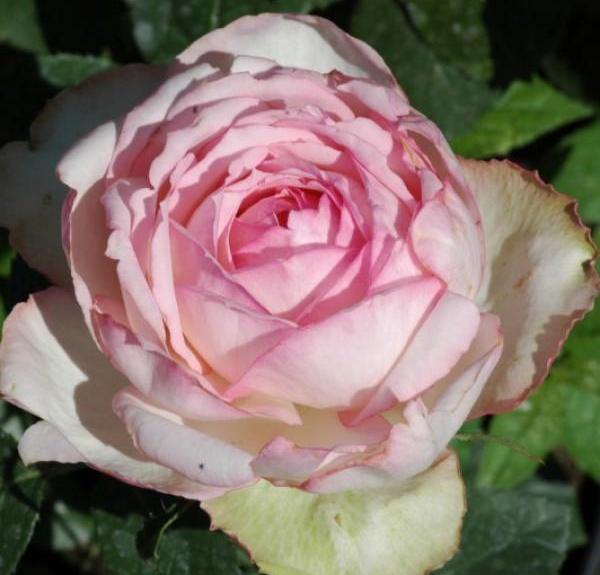 HONORE DE BALZAC ® Butasi trandafiri de gradina butaşi trandafiri de grădină în ghiveci sau rădăcină liberă