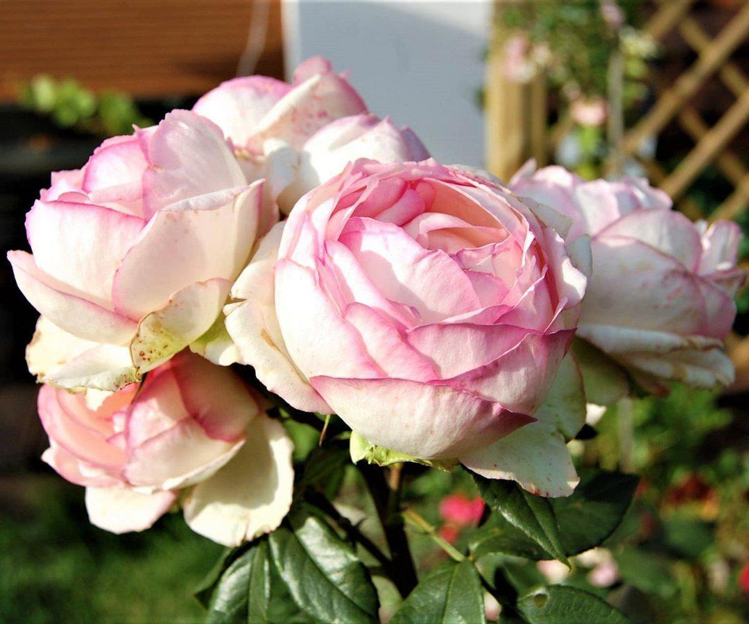 HONORE DE BALZAC ® Butasi trandafiri de gradina butaşi trandafiri de grădină în ghiveci sau rădăcină liberă