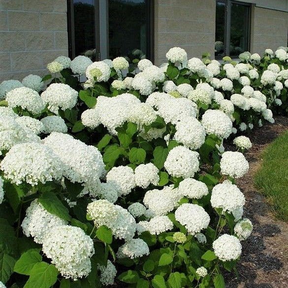 HYDRANGEA : ANNABELLE Plants butaşi trandafiri de grădină în ghiveci sau rădăcină liberă