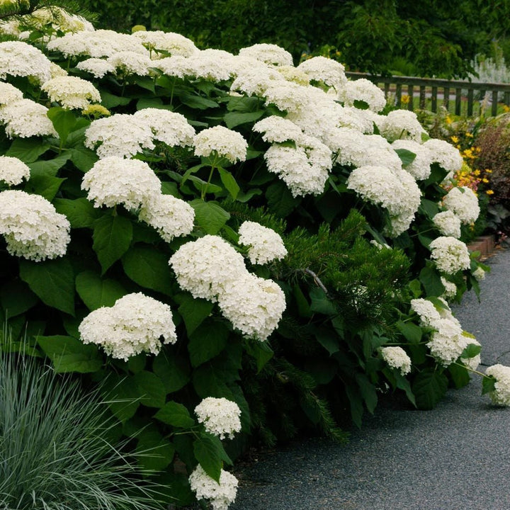 HYDRANGEA : ANNABELLE Plants butaşi trandafiri de grădină în ghiveci sau rădăcină liberă