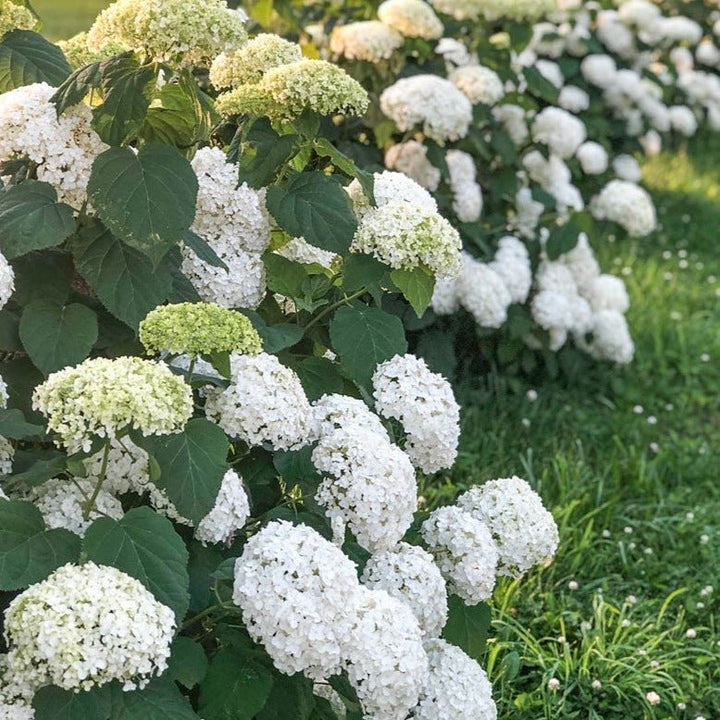 HYDRANGEA : ANNABELLE Plants butaşi trandafiri de grădină în ghiveci sau rădăcină liberă