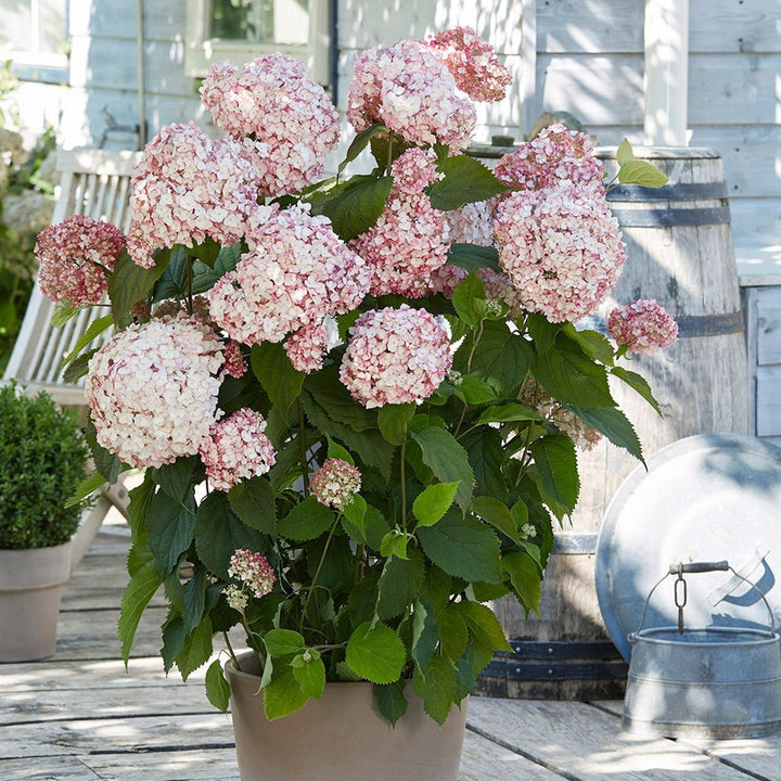 HYDRANGEA ARBORESCENS : BUBBLEGUM Plants butaşi trandafiri de grădină în ghiveci sau rădăcină liberă