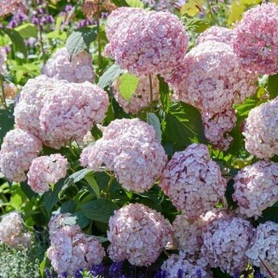 HYDRANGEA ARBORESCENS : BUBBLEGUM Plants butaşi trandafiri de grădină în ghiveci sau rădăcină liberă