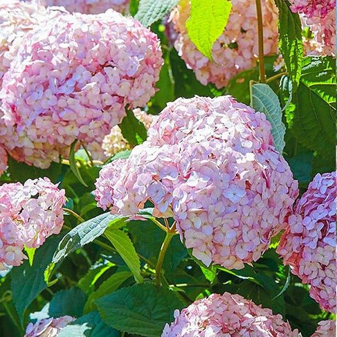 HYDRANGEA ARBORESCENS : BUBBLEGUM Plants butaşi trandafiri de grădină în ghiveci sau rădăcină liberă