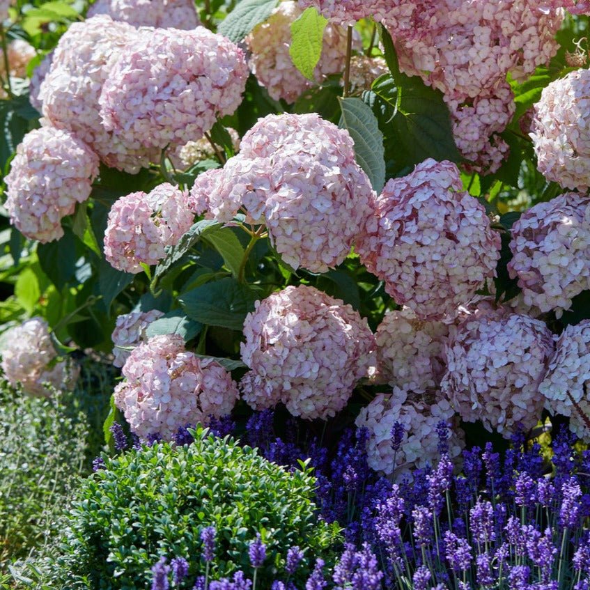 HYDRANGEA ARBORESCENS : BUBBLEGUM Plants butaşi trandafiri de grădină în ghiveci sau rădăcină liberă