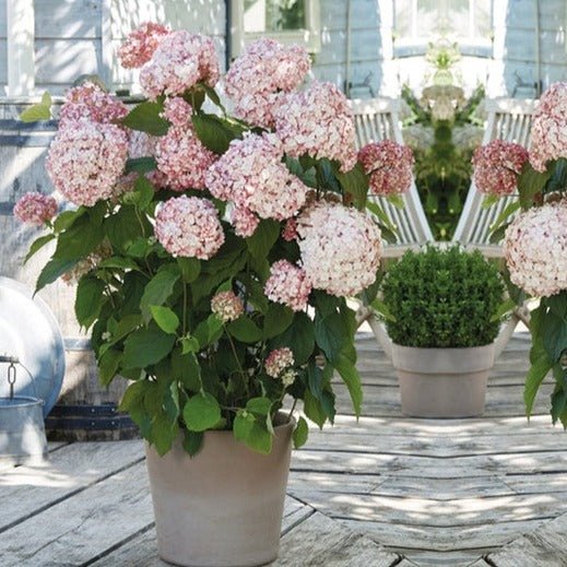 HYDRANGEA ARBORESCENS : BUBBLEGUM Plants butaşi trandafiri de grădină în ghiveci sau rădăcină liberă