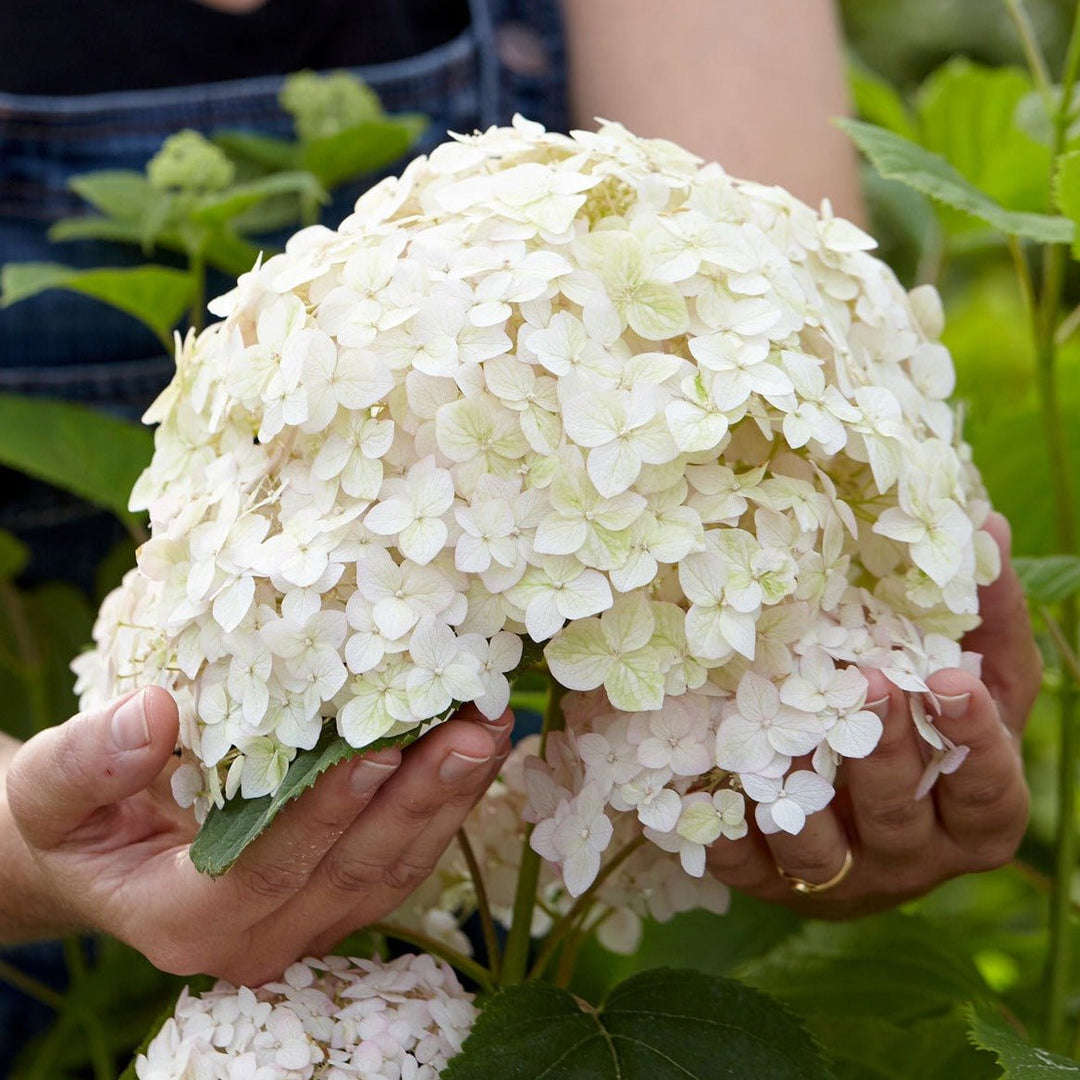 HYDRANGEA ARBORESCENS : MARSHMALLOW Plants butaşi trandafiri de grădină în ghiveci sau rădăcină liberă