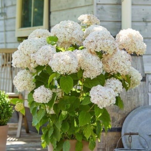 HYDRANGEA ARBORESCENS : MARSHMALLOW Plants butaşi trandafiri de grădină în ghiveci sau rădăcină liberă