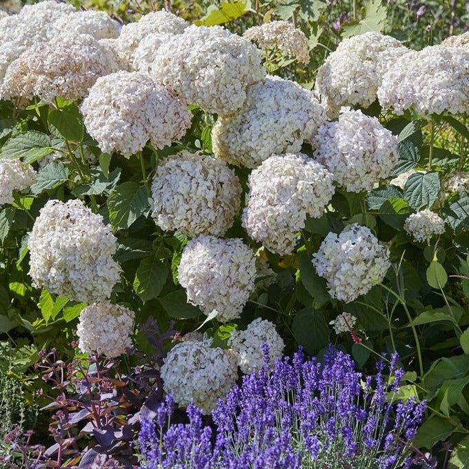 HYDRANGEA ARBORESCENS : MARSHMALLOW Plants butaşi trandafiri de grădină în ghiveci sau rădăcină liberă