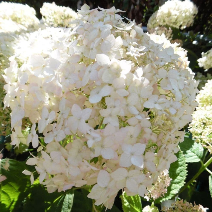 HYDRANGEA ARBORESCENS : MARSHMALLOW Plants butaşi trandafiri de grădină în ghiveci sau rădăcină liberă