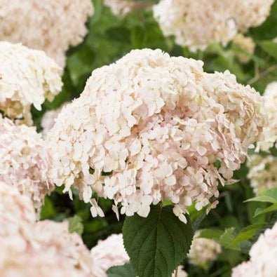 HYDRANGEA ARBORESCENS : MARSHMALLOW Plants butaşi trandafiri de grădină în ghiveci sau rădăcină liberă