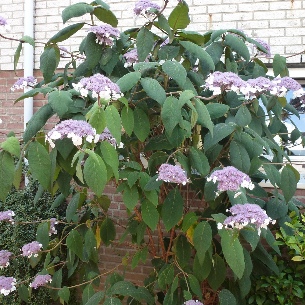 HYDRANGEA ASPERA : MACROPHYLLA Plants butaşi trandafiri de grădină în ghiveci sau rădăcină liberă