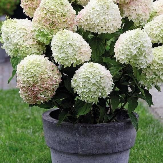 Hydrangea Paniculata Living Summer Love Perene butaşi trandafiri de grădină în ghiveci sau rădăcină liberă