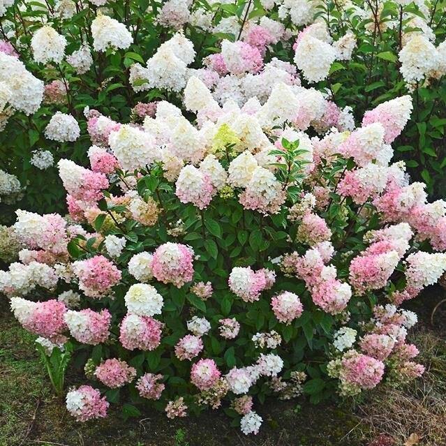 Hydrangea Paniculata Living Summer Love Perene butaşi trandafiri de grădină în ghiveci sau rădăcină liberă