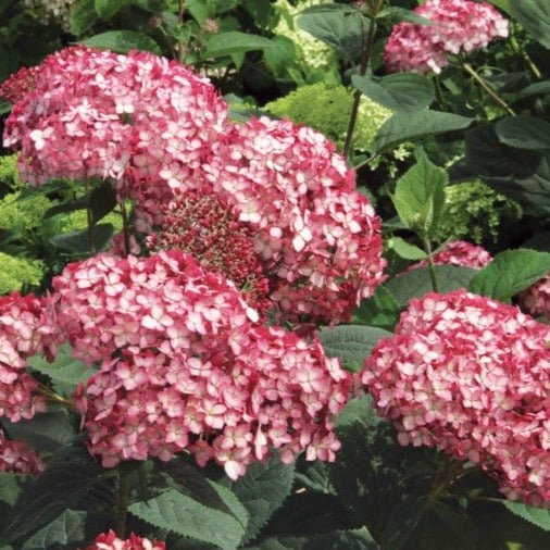 HYDRANGEA : RUBY ANNABELLE Plants butaşi trandafiri de grădină în ghiveci sau rădăcină liberă