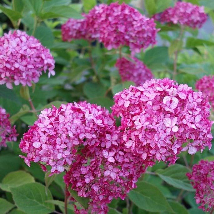 HYDRANGEA : RUBY ANNABELLE Plants butaşi trandafiri de grădină în ghiveci sau rădăcină liberă