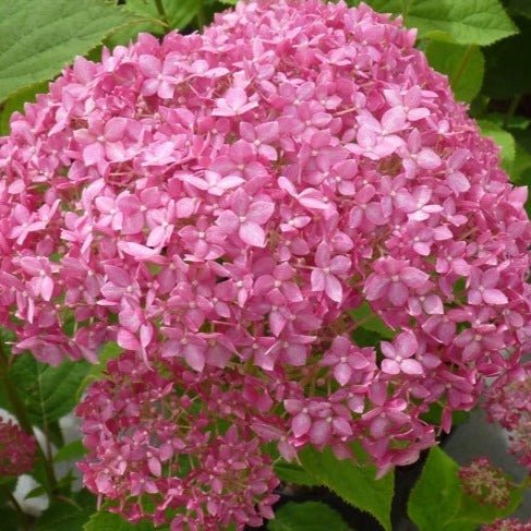 HYDRANGEA : RUBY ANNABELLE Plants butaşi trandafiri de grădină în ghiveci sau rădăcină liberă