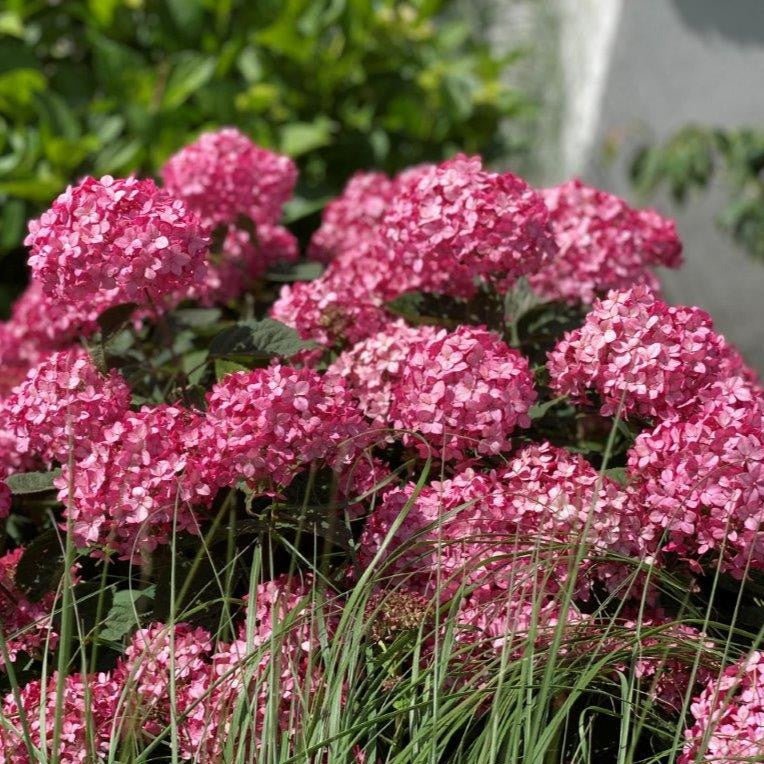 HYDRANGEA : RUBY ANNABELLE Plants butaşi trandafiri de grădină în ghiveci sau rădăcină liberă