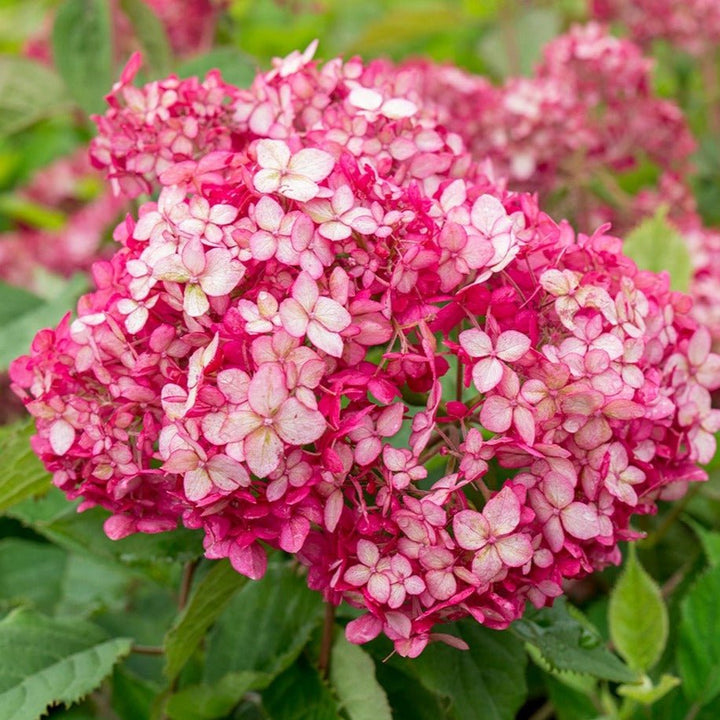 HYDRANGEA : RUBY ANNABELLE Plants butaşi trandafiri de grădină în ghiveci sau rădăcină liberă