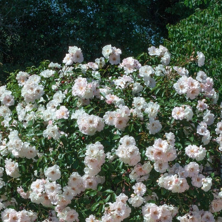 ICE MEILLANDECOR ® Butasi trandafiri de gradina butaşi trandafiri de grădină în ghiveci sau rădăcină liberă