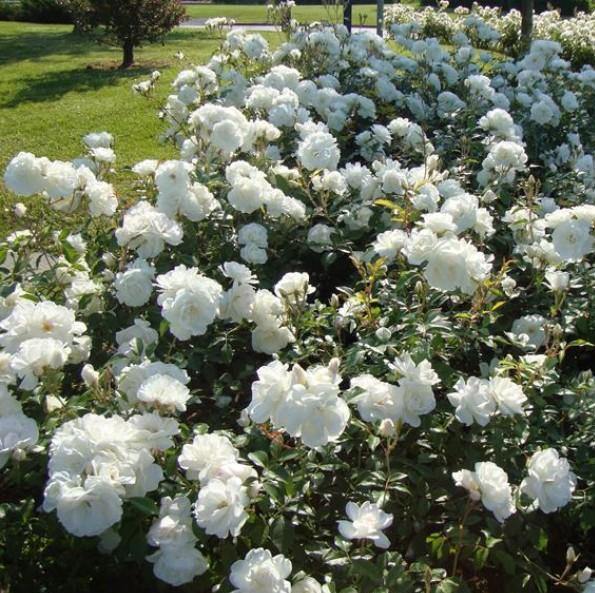 ICEBERG ® Butasi trandafiri de gradina butaşi trandafiri de grădină în ghiveci sau rădăcină liberă