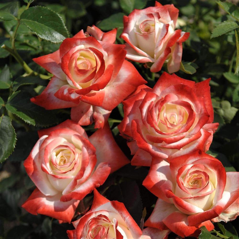 Imperatrice Farah ® Trandafir Teahibrid butaşi trandafiri de grădină în ghiveci sau rădăcină liberă