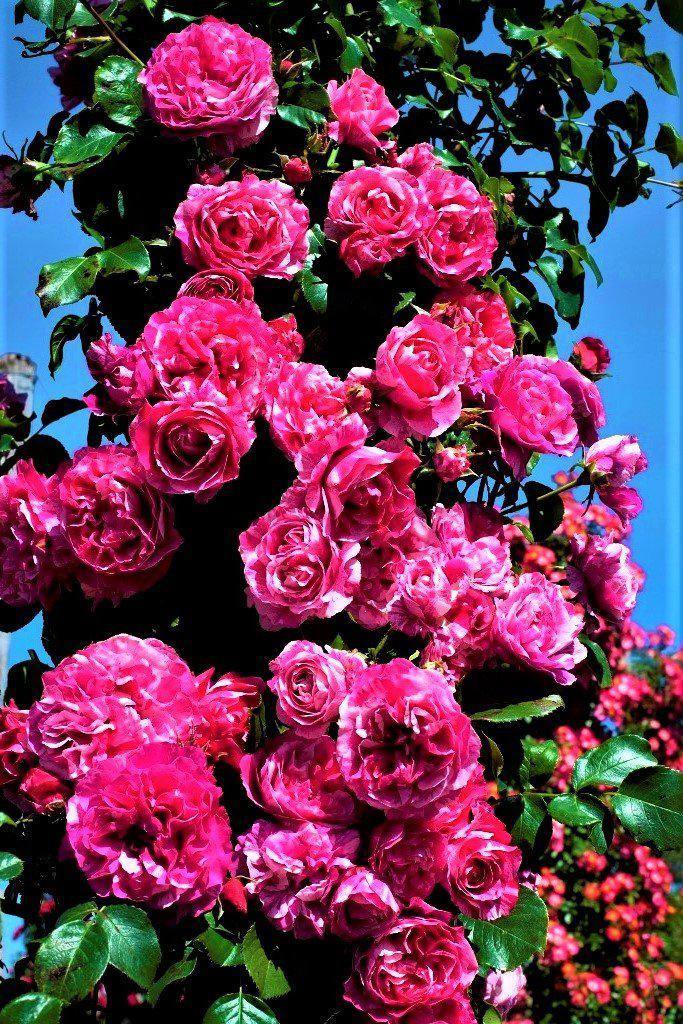 Ines Sastre ® Trandafir Cățărător Urcător butaşi trandafiri de grădină în ghiveci sau rădăcină liberă