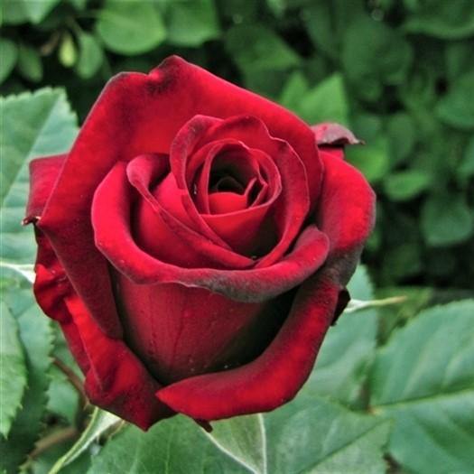 INGRID BERGMAN ® Butasi trandafiri de gradina butaşi trandafiri de grădină în ghiveci sau rădăcină liberă