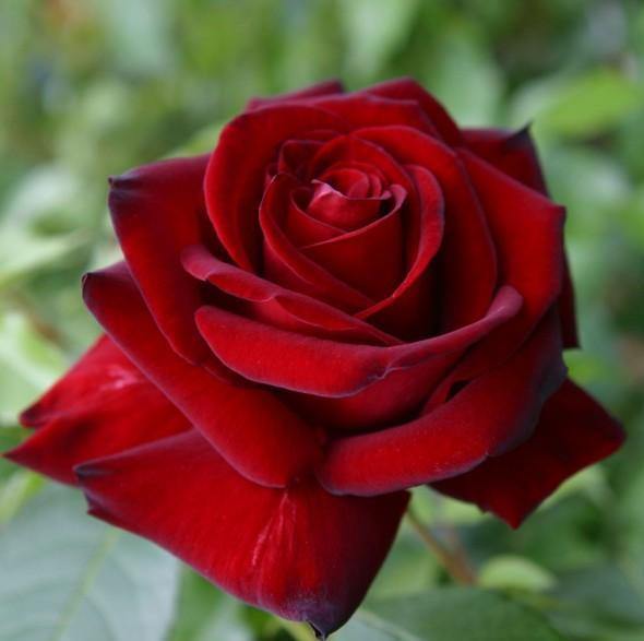 INGRID BERGMAN ® Butasi trandafiri de gradina butaşi trandafiri de grădină în ghiveci sau rădăcină liberă