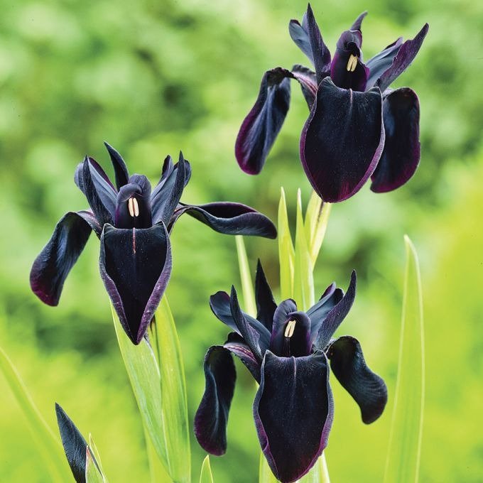 IRIS : BLACK FORM Plants butaşi trandafiri de grădină în ghiveci sau rădăcină liberă