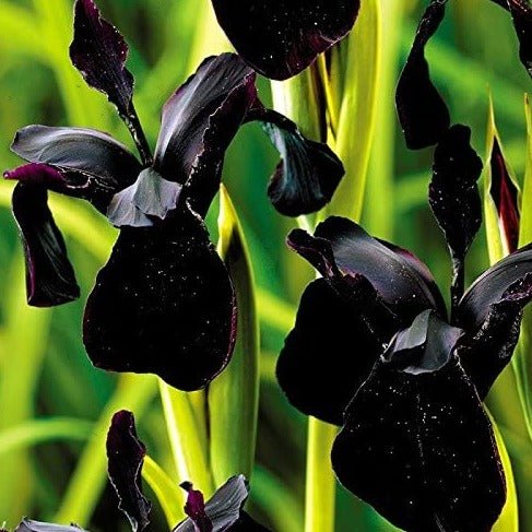 IRIS : BLACK FORM Plants butaşi trandafiri de grădină în ghiveci sau rădăcină liberă