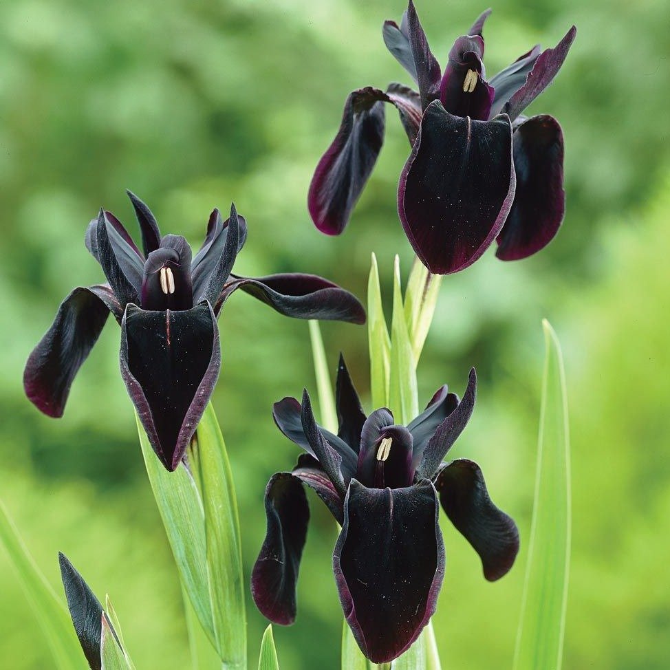 IRIS : BLACK FORM Plants butaşi trandafiri de grădină în ghiveci sau rădăcină liberă