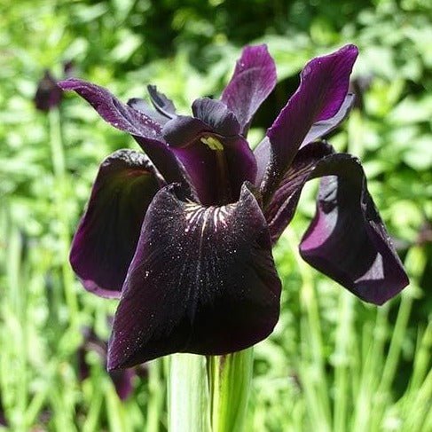 IRIS : BLACK FORM Plants butaşi trandafiri de grădină în ghiveci sau rădăcină liberă