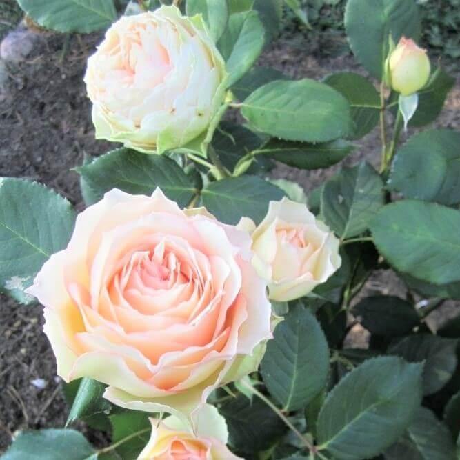 JALITAH ® Butasi trandafiri de gradina butaşi trandafiri de grădină în ghiveci sau rădăcină liberă