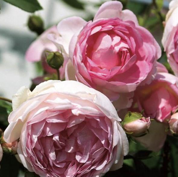 Jasmina ® Trandafir Cățărător Urcător butaşi trandafiri de grădină în ghiveci sau rădăcină liberă