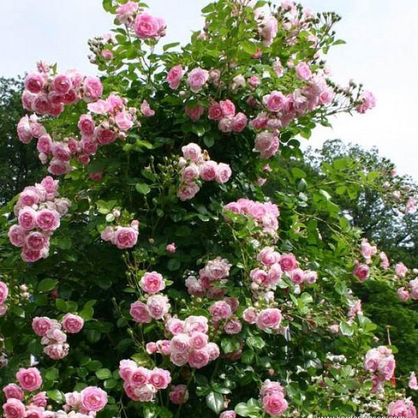 Jasmina ® Trandafir Cățărător Urcător butaşi trandafiri de grădină în ghiveci sau rădăcină liberă