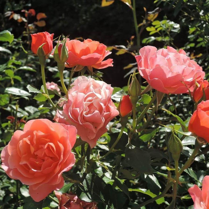 Jean Cocteau ® Trandafir Floribunda butaşi trandafiri de grădină în ghiveci sau rădăcină liberă