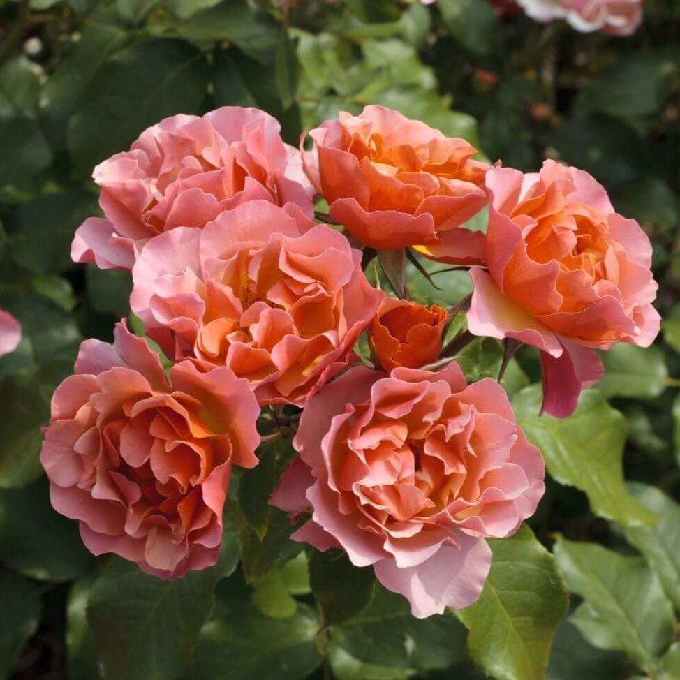 Jean Cocteau ® Trandafir Floribunda butaşi trandafiri de grădină în ghiveci sau rădăcină liberă