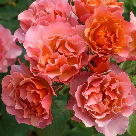 Jean Cocteau ® Trandafir Floribunda butaşi trandafiri de grădină în ghiveci sau rădăcină liberă