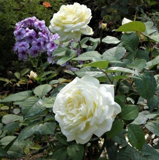 Jeanne Moreau ® Trandafir Teahibrid butaşi trandafiri de grădină în ghiveci sau rădăcină liberă