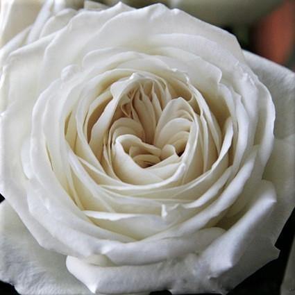 Jeanne Moreau ® Trandafir Teahibrid butaşi trandafiri de grădină în ghiveci sau rădăcină liberă