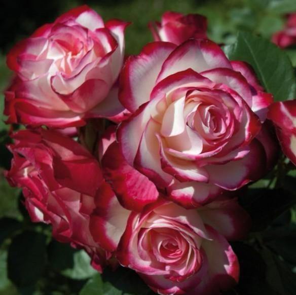 Jubile du Prince de Monaco ® Trandafir Floribunda butaşi trandafiri de grădină în ghiveci sau rădăcină liberă