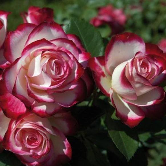 Jubile du Prince de Monaco ® Trandafir Floribunda butaşi trandafiri de grădină în ghiveci sau rădăcină liberă