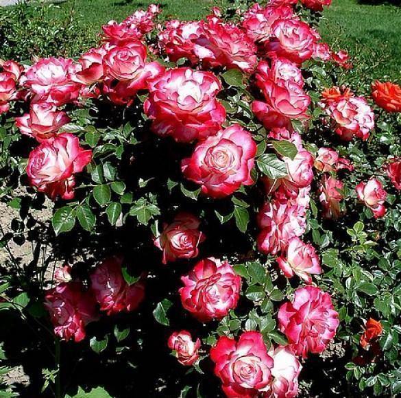 Jubile du Prince de Monaco ® Trandafir Floribunda butaşi trandafiri de grădină în ghiveci sau rădăcină liberă